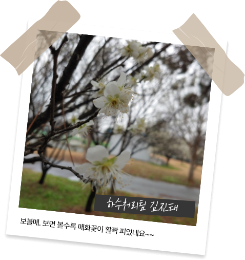 하수처리팀 김진태 - 보볼매. 보면 볼수록 매화꽃이 활짝 피었네요~~